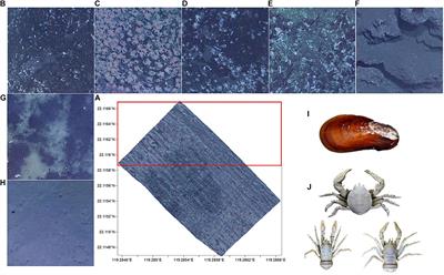 A Deep Learning Model to Recognize and Quantitatively Analyze Cold Seep Substrates and the Dominant Associated Species